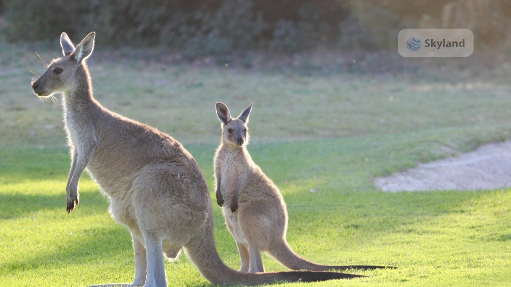 Kangaroos in Canberra
