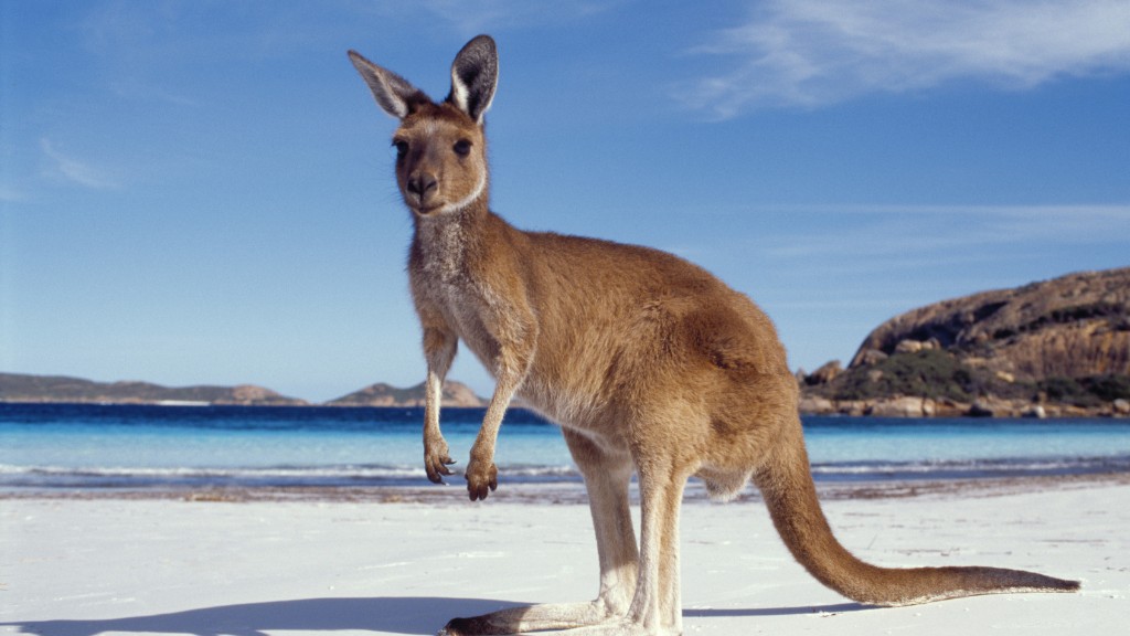 Kangaroo on a South Australian beach