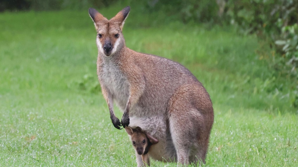 Kangaroo with a joey in the pouch