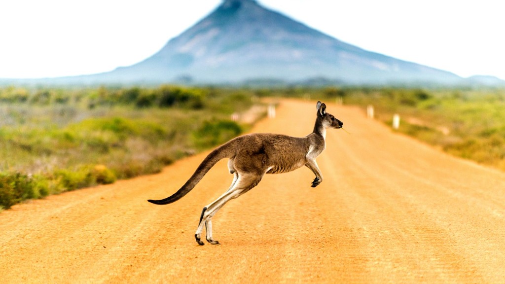 Kangaroo in the Australian landscape