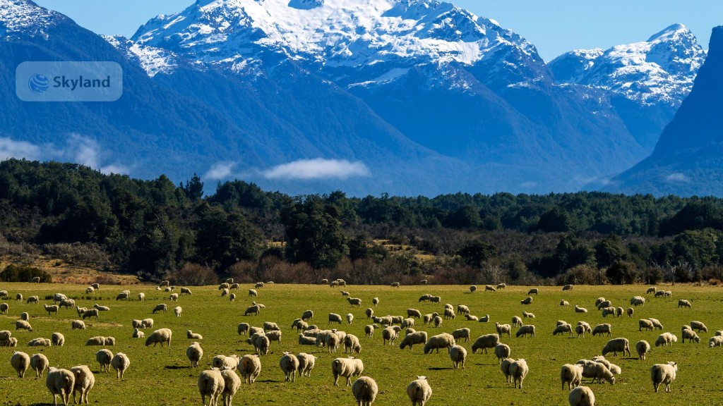 Sheep grazing in a New Zealand meadow with snow-capped mountains